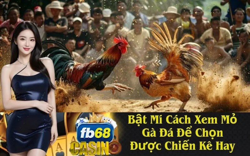 Bật Mí Cách Xem Mỏ Gà Đá Để Chọn Được Chiến Kê Hay