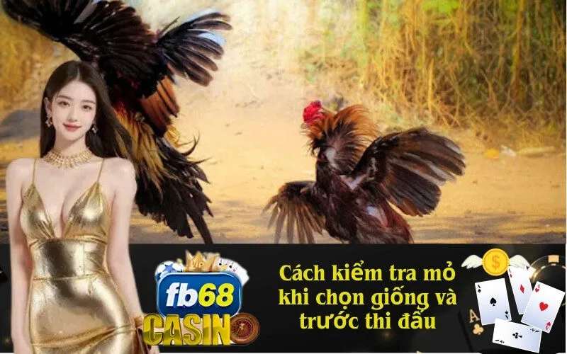 Cách kiểm tra mỏ khi chọn giống và trước thi đấu