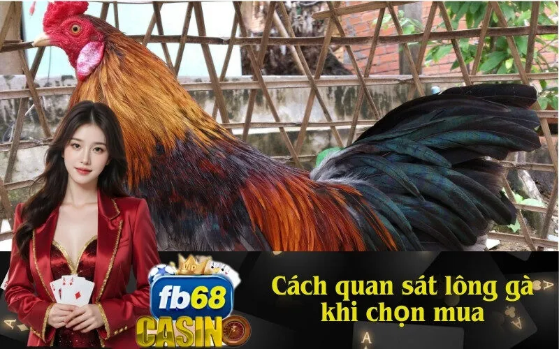 Cách quan sát lông gà khi chọn mua