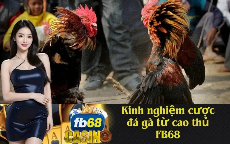 Kinh nghiệm cược đá gà từ cao thủ FB68