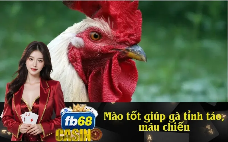 Mào tốt giúp gà tỉnh táo, máu chiến