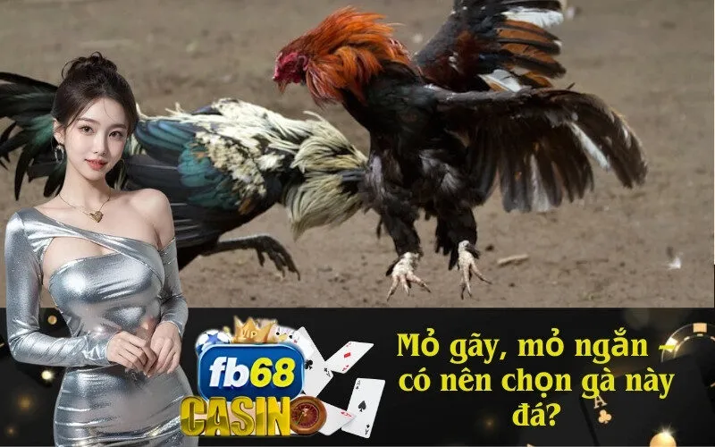Mỏ gãy, mỏ ngắn – có nên chọn gà này đá?