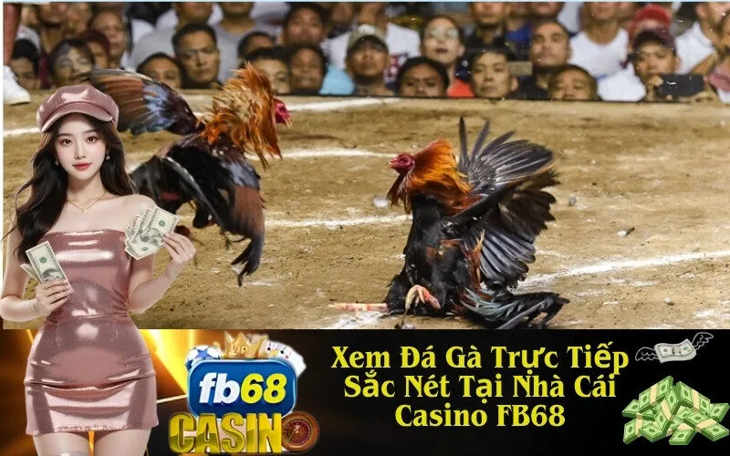 Xem Đá Gà Trực Tiếp Sắc Nét Tại Nhà Cái Casino FB68